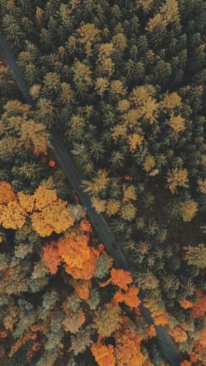 seo案例分析截图2