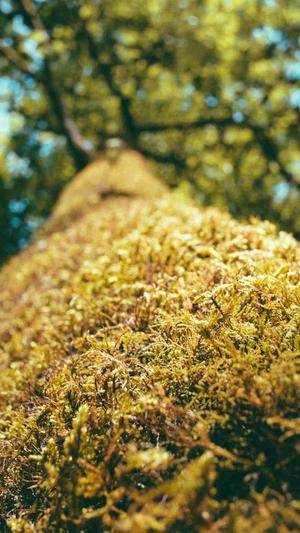 搜狗泛目录站群代发截图4