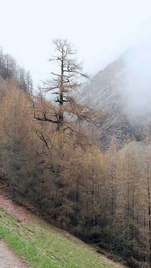 常用seo站长工具截图1