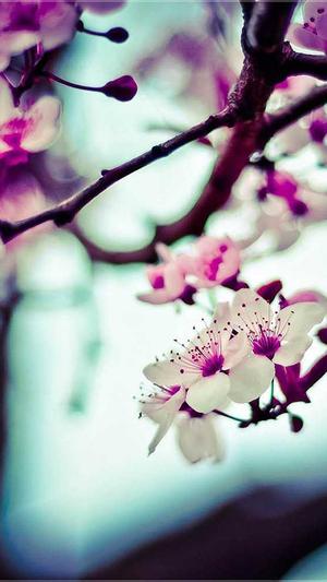 什么蜘蛛池比较好养截图1