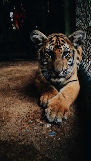 seo排名工具站长工具截图2