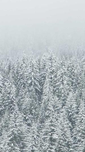 老铁蜘蛛池截图1